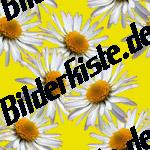 Gaenseblume