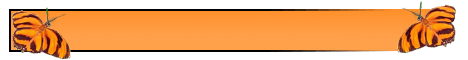 Bannerrohling Schmetterling orange