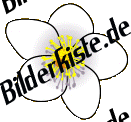 Blumen: Margerite 2 (nicht animiert)