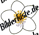 Blumen: Margerite 3 (nicht animiert)