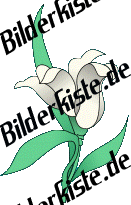 Blumen: Blte 2 - weiss (nicht animiert)