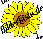 Blumen: Sonnenblume 1 (nicht animiert)
