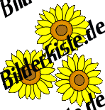 Blumen: Sonnenblumen drei (nicht animiert)