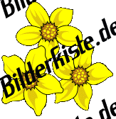 Blumen: Osterglocken drei (nicht animiert)