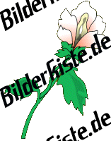 Blumen: Blume 5 - weiss (nicht animiert)