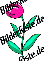 Blumen: Tulpen - pink (nicht animiert)