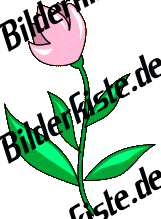 Blumen: Tulpen - rosa (nicht animiert)