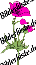 Blumen: Mohn - rosa (nicht animiert)