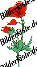 Blumen: Mohn - rot (nicht animiert)