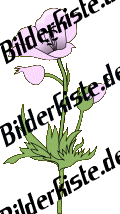 Blumen: Mohn - wei (nicht animiert)