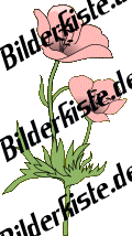 Blumen: Mohn - hellrosa (nicht animiert)