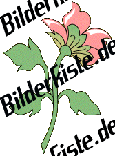 Blumen: Blte 2 - rosa 2 (nicht animiert)