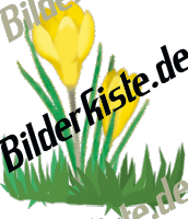 Blumen: Krokus - gelb (nicht animiert)