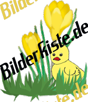 Blumen: Krokus -  mit Kken (nicht animiert)