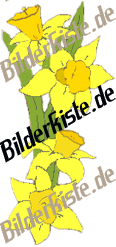 Blumen: Osterglocken (nicht animiert)