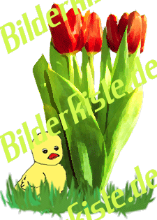Flowers: Tulips - bouquet with chicken 1 (not animated)