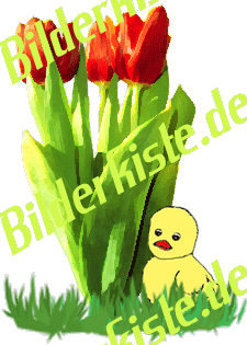Flowers: Tulips - bouquet with chicken 2 (not animated)