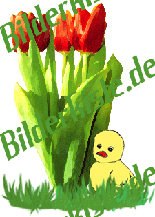 Flowers: Tulips - bouquet with chicken 1 (animated GIF)