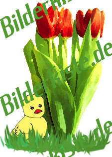 Pulcino sotto tulipani rossi