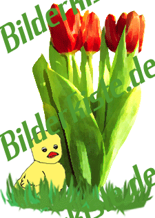 Kken neben 3 roten Tulpen