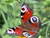 Vorschaubild 3