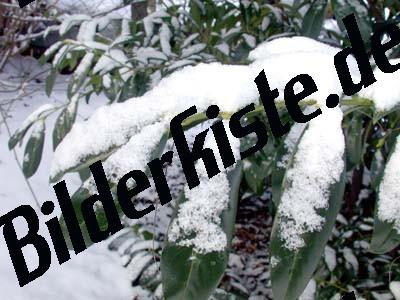 Blatt mit Schnee