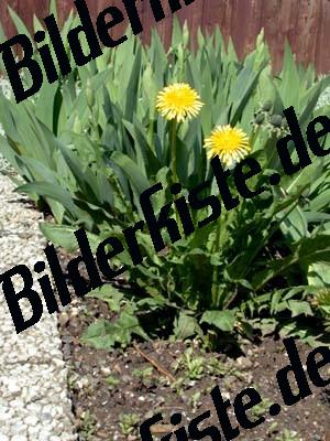 Blumenbeet mit Unkraut