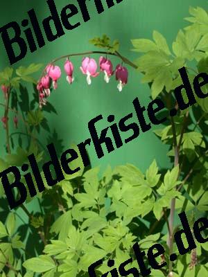 Blossom bleeding heart