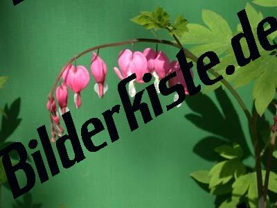 Blten einer Fuchsie