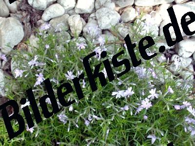 Blumenwiese und Steine