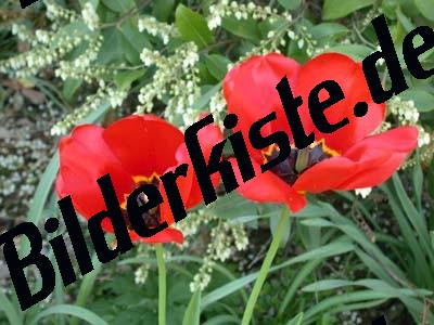 Mohn 