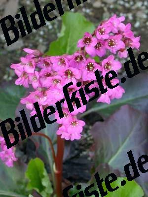 Blueten 