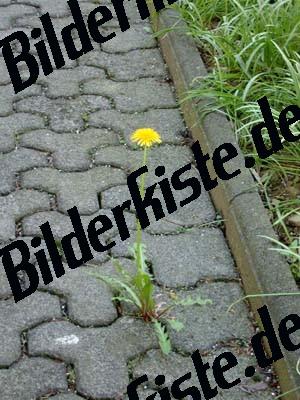 Dandelion on a sidewalk