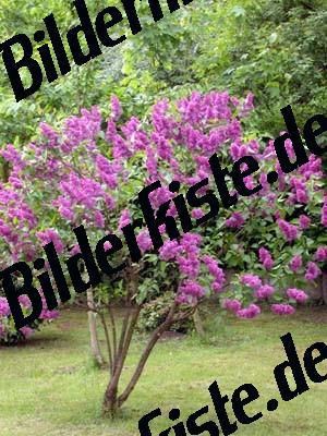Lilac shrub