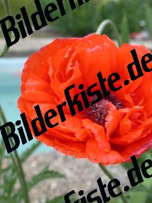 Mohn 