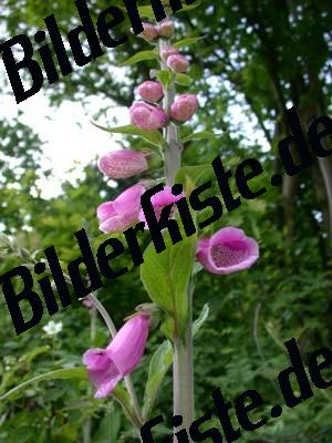 Primrose