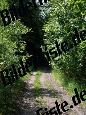 Waldweg im Sommer