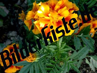 Tagetes mit orange-farbener Blte