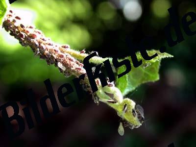 Aphids on a branch