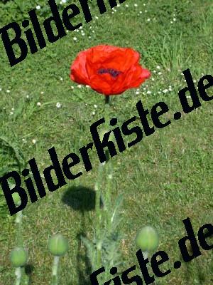 Klatschmohn- Bluete