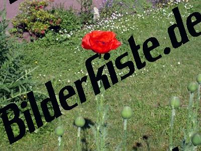 Klatschmohn- Bluete