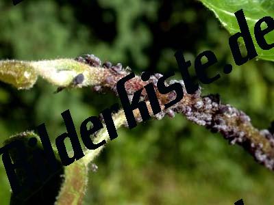 Aphids on a leaf