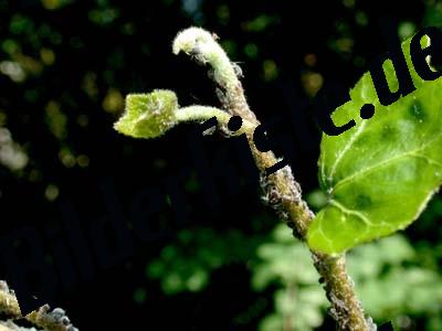 Leaf with plant louse