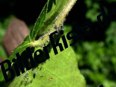 Aphids on a leaf