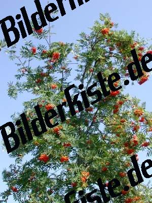 Vogelbeeren 