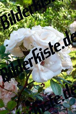 Rosa bianca