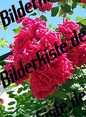 Rote Rosen