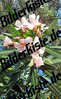 Oleander .