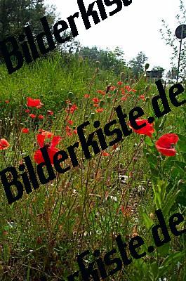 Poppies on a meadow