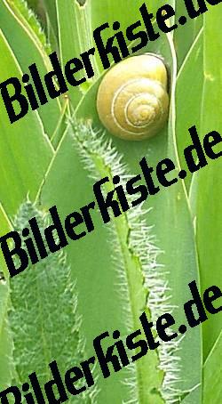 Schnecke auf Blatt